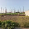 Lotes desde 168m2 costado Walmart Ojo de Agua Tecamac